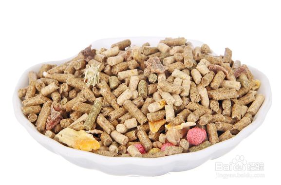 养宠物兔需要知道的常识有哪些？