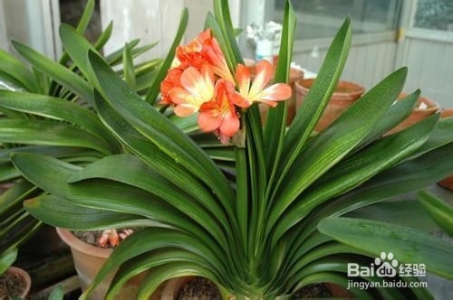 君子兰诱根技巧，不用担心君子兰再烂根了 ￼