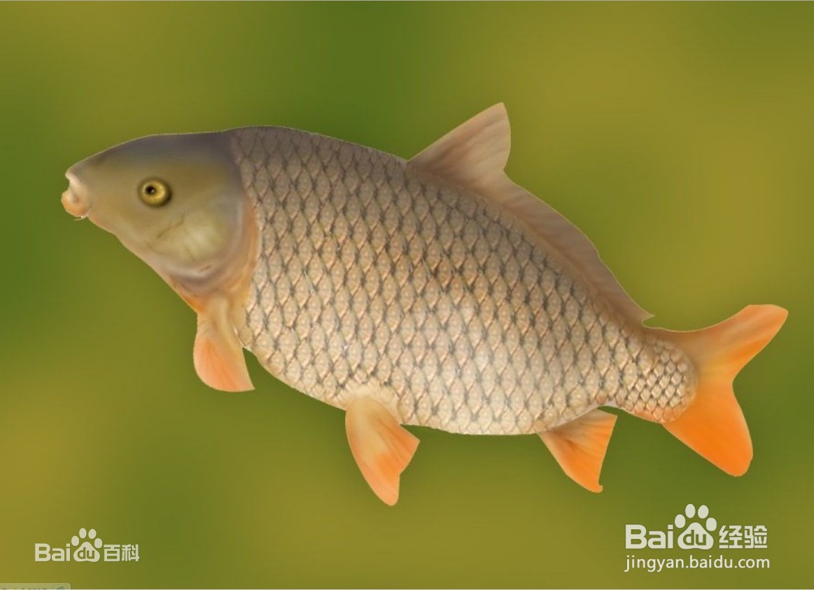 活鲤鱼怎么保存