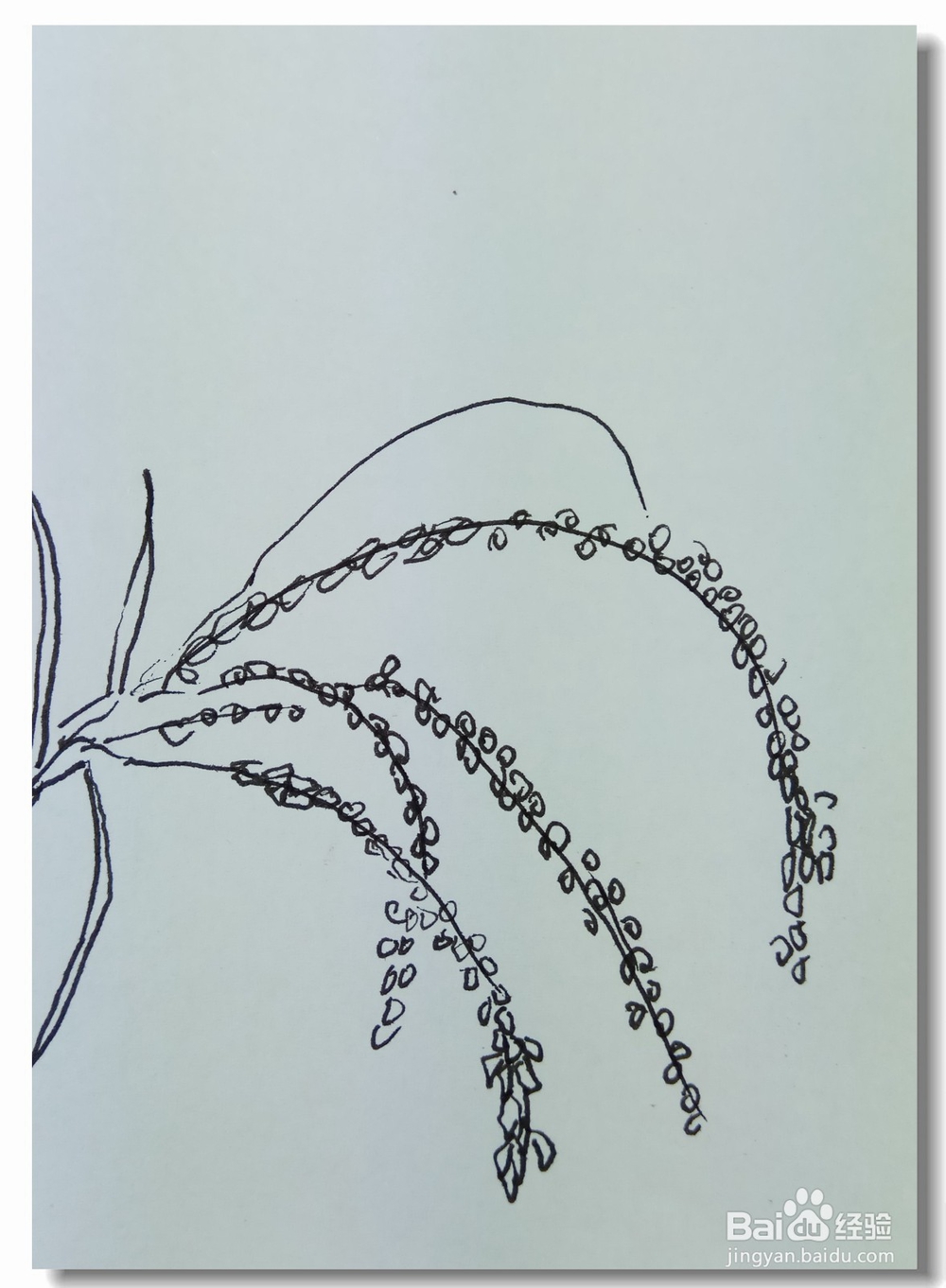 怎样画钢笔画稻谷？