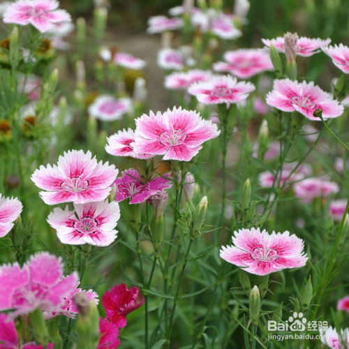 石竹的叶子枯黄该如何解决？