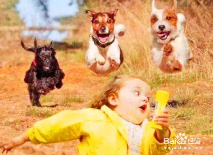 出门被狗狗追赶应该怎么办?