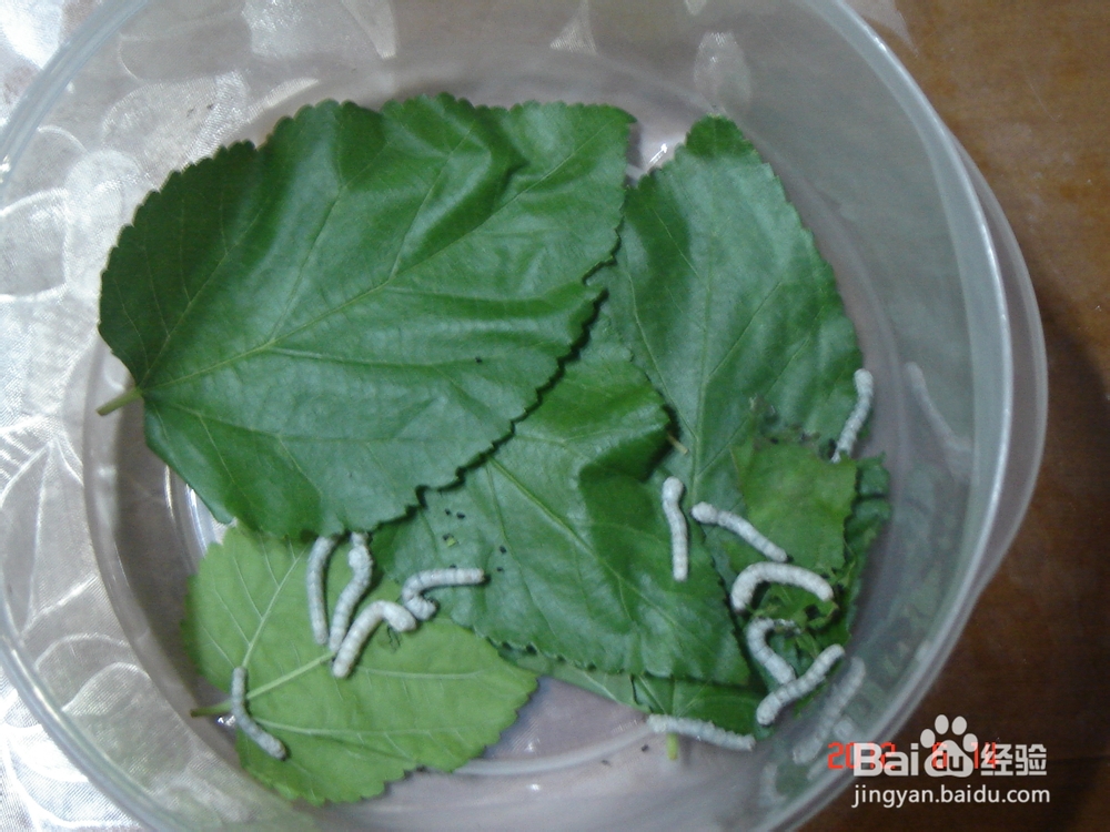 怎样在家里养蚕