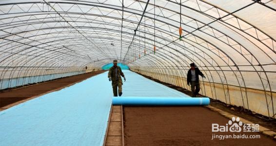 怎样铺设地膜栽秧苗