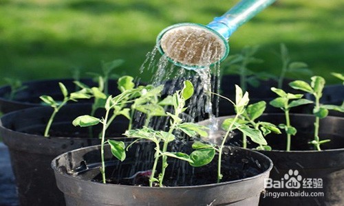 美化家庭—家庭养花小技巧