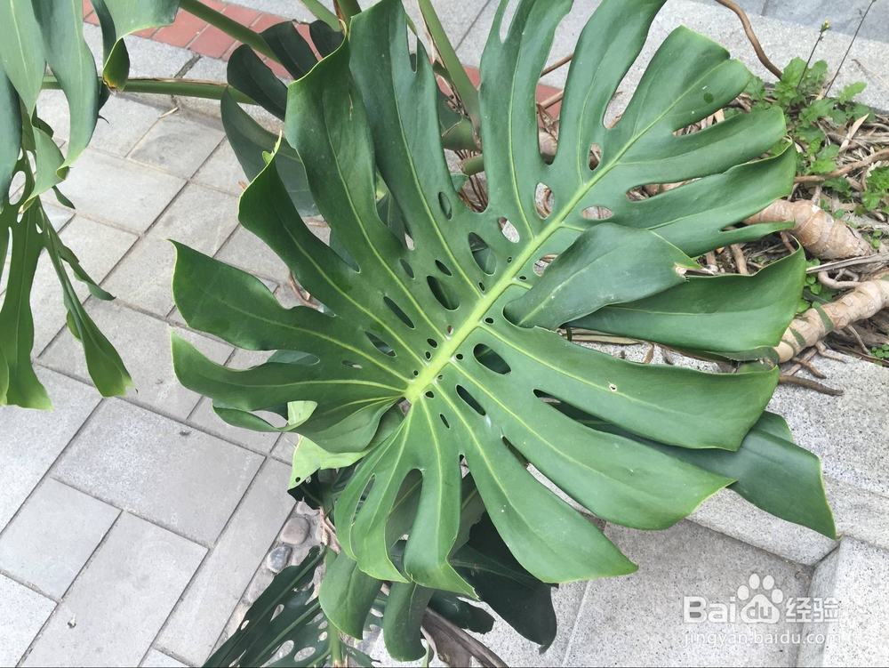 龟背竹的养殖定律