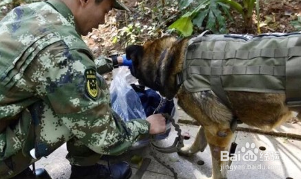 功勋犬“道海”如何搜山破案，厉害了Word的犬！