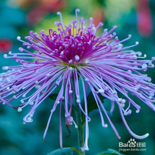 菊花扦插时间和方法