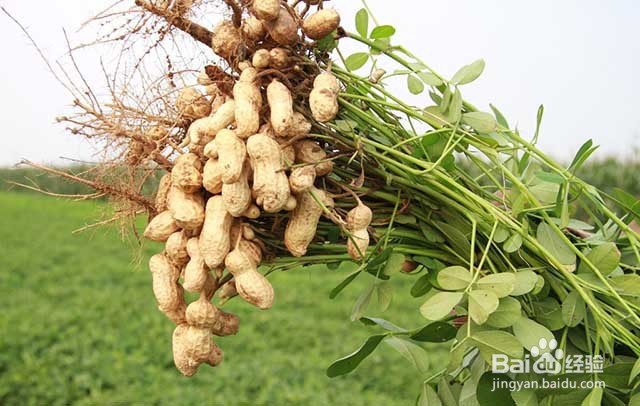 花生重茬种植的危害和花生抗重茬的方法