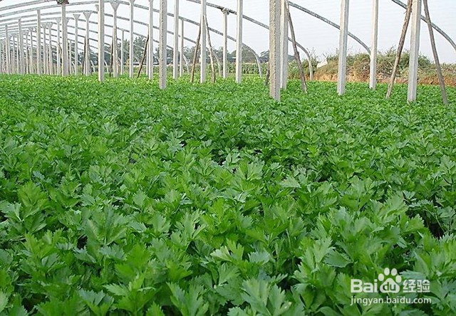 芹菜的施肥特性和施肥要点有什么