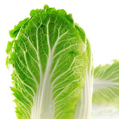 大白菜移栽时间和方法