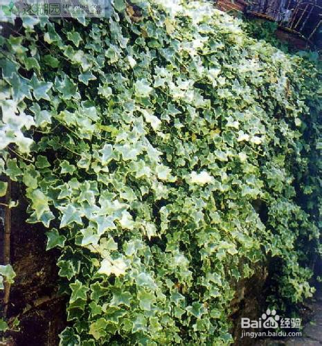 常春藤的养殖方法以及病害解决方法分享