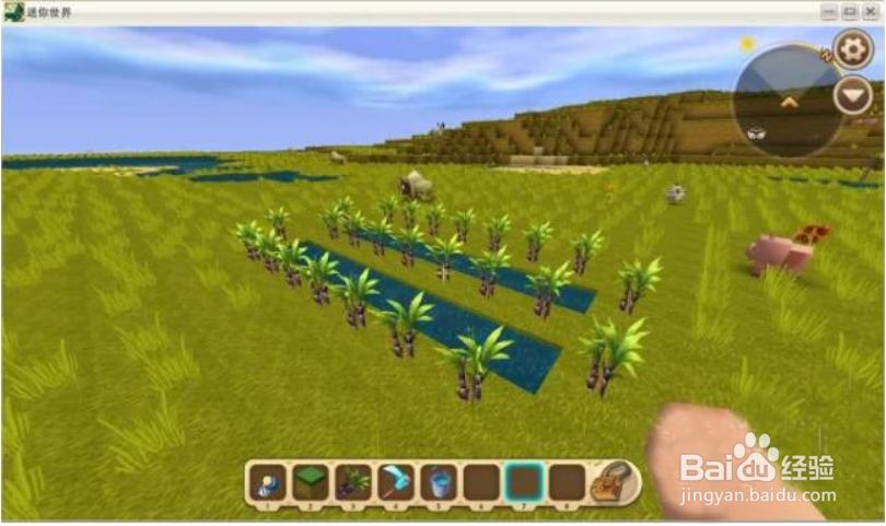 迷你世界甘蔗种在哪里？