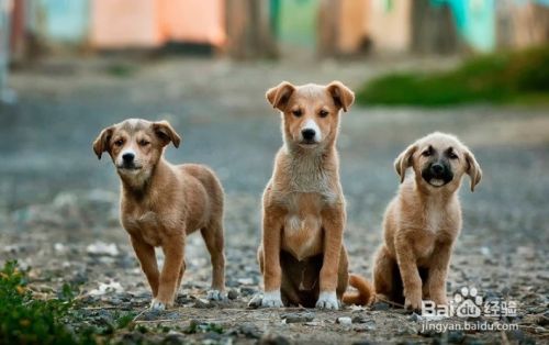 如何与宠物成为朋友 百度经验