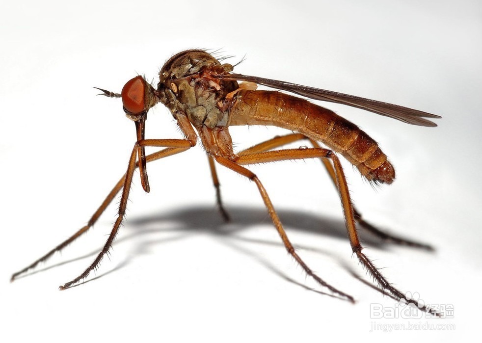 <b>什么方法可以预防蚊子叮咬</b>