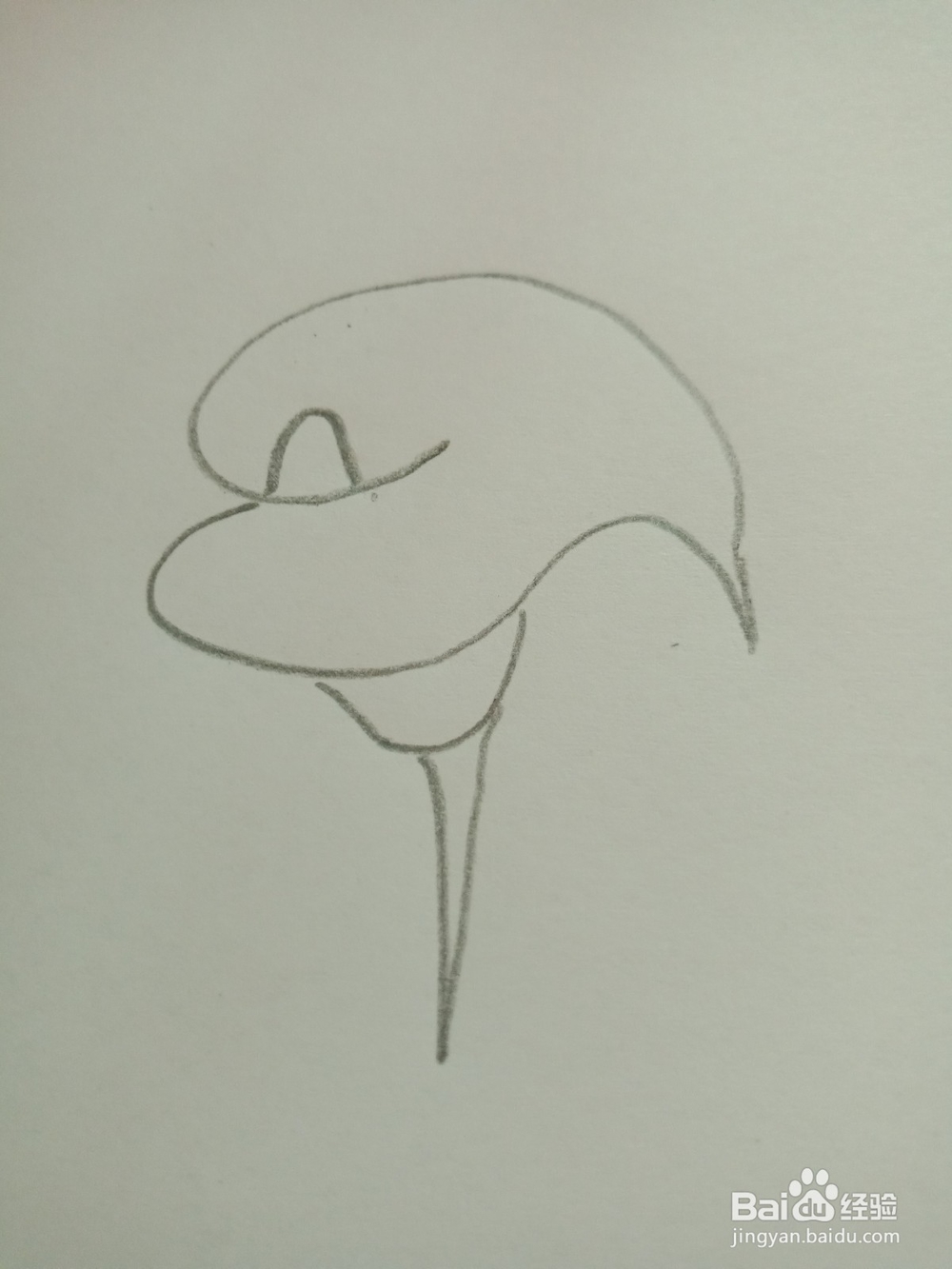 简笔画---马蹄莲