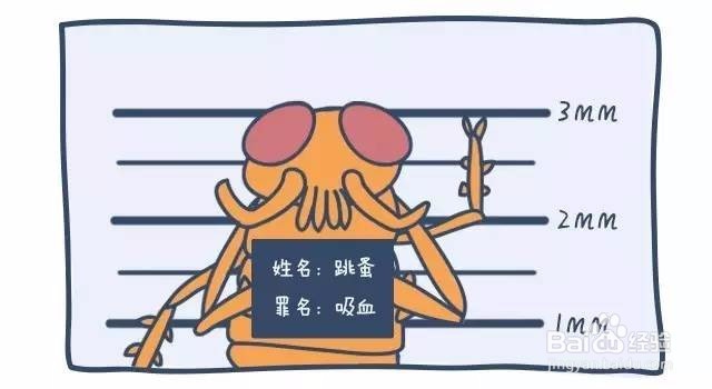 泰迪怎么杀体外虫