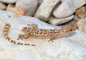 动物逃离危险的方法