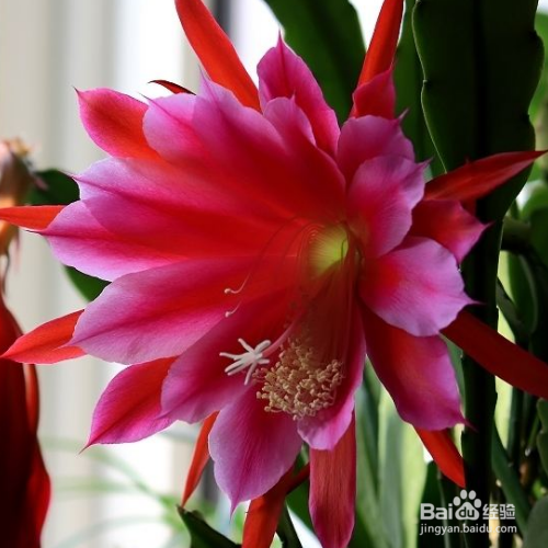 鱼骨令箭荷花的养殖方法和注意事项