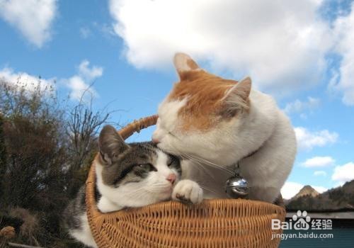 新手如何养猫