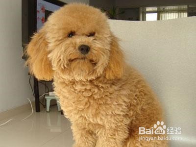 养泰迪犬的注意事项