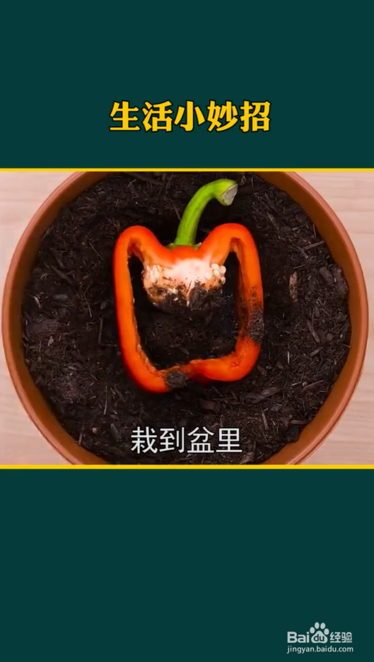 生活小妙招之种植小妙招