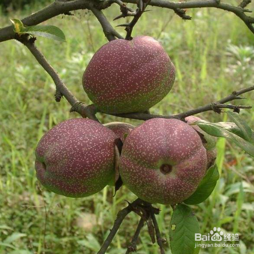 皱皮木瓜的培育方法和注意事项