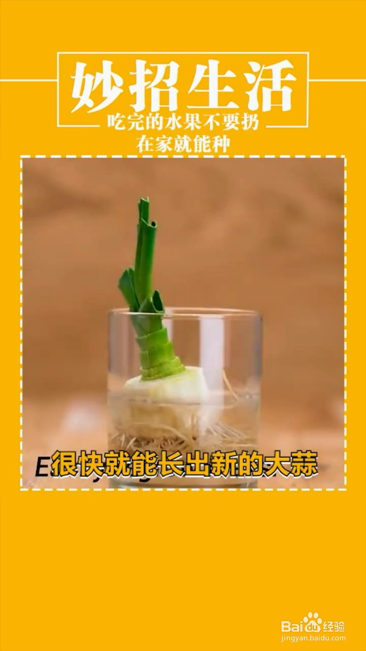 在家种植植物的小妙招
