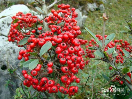 如何养殖火棘 百度经验