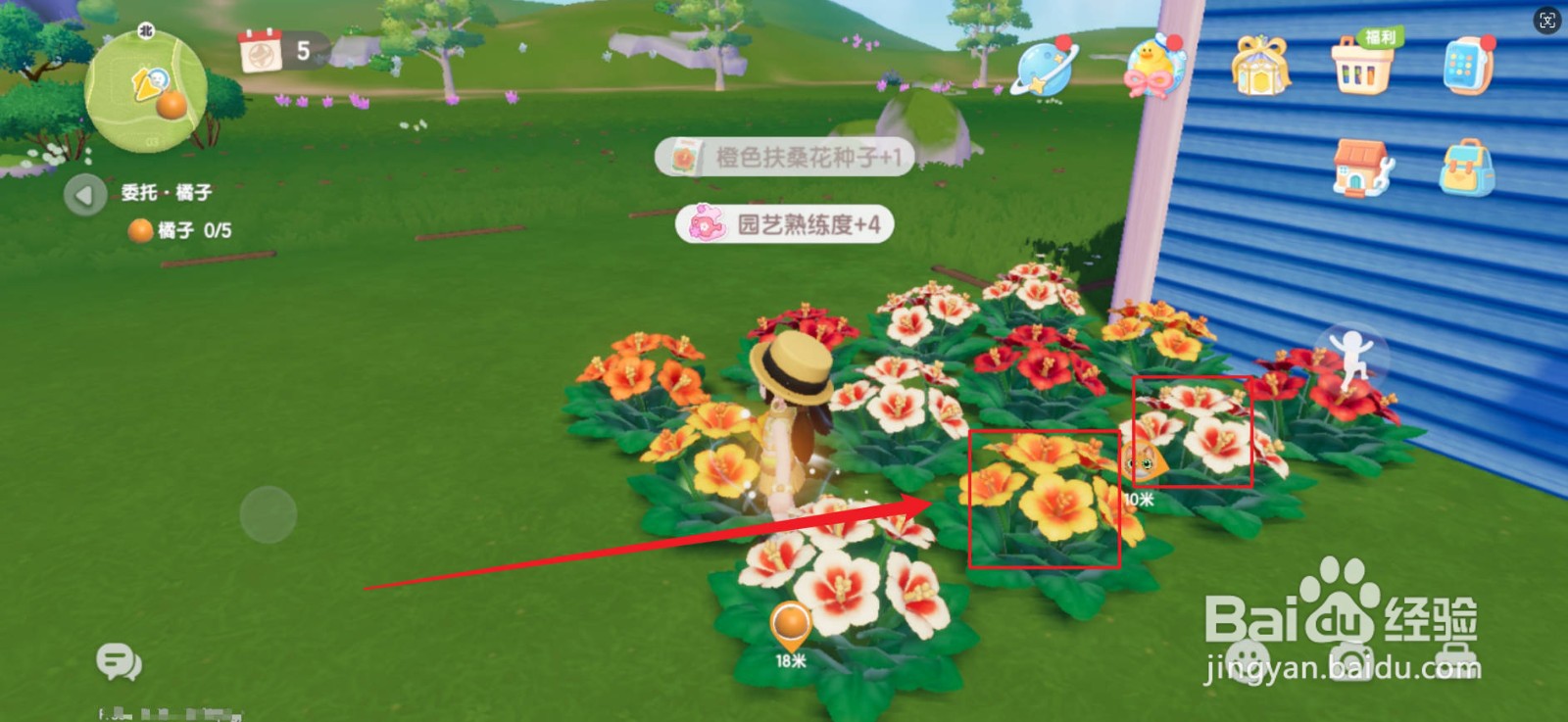 心动小镇获取杂交扶桑种子攻略