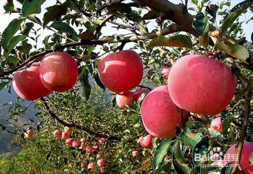 苹果膨果增甜的施肥要点和膨果增甜的管理要点