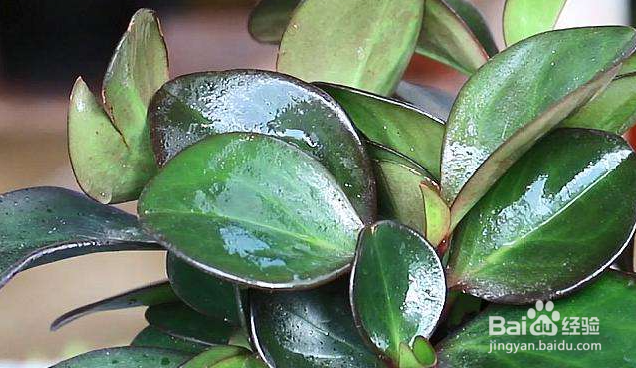 豆瓣绿的养殖方法和注意事项