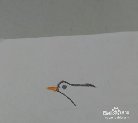 大方得体的海鸥