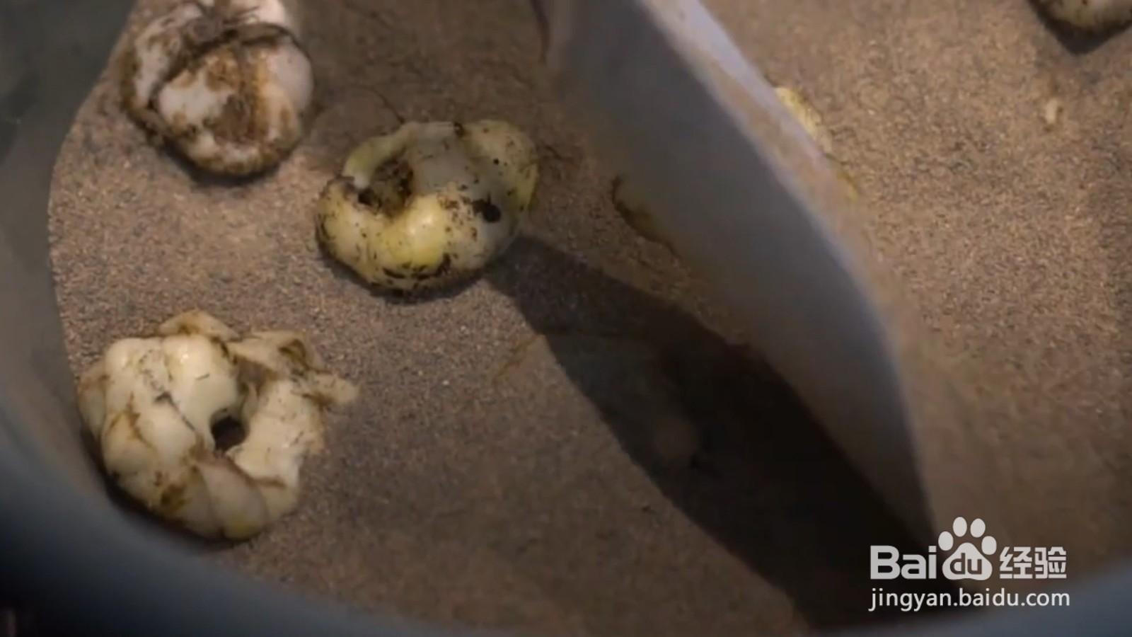 鲜百合怎么保存时间长而新鲜