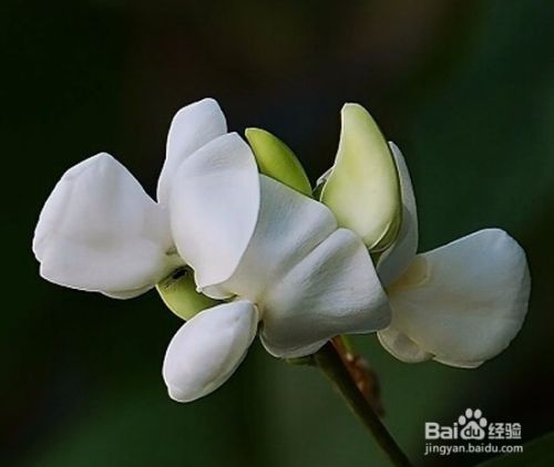 白扁豆花的功效与食用方法 百度经验