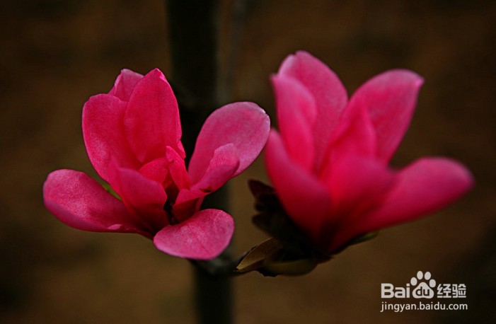 红花玉兰的嫁接过程