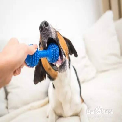 挑选狗狗玩具的注意事项