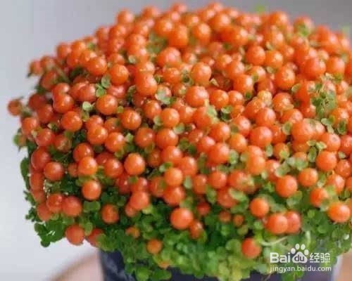 珍珠橙怎样养护