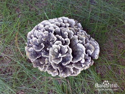 人间至味干巴菌