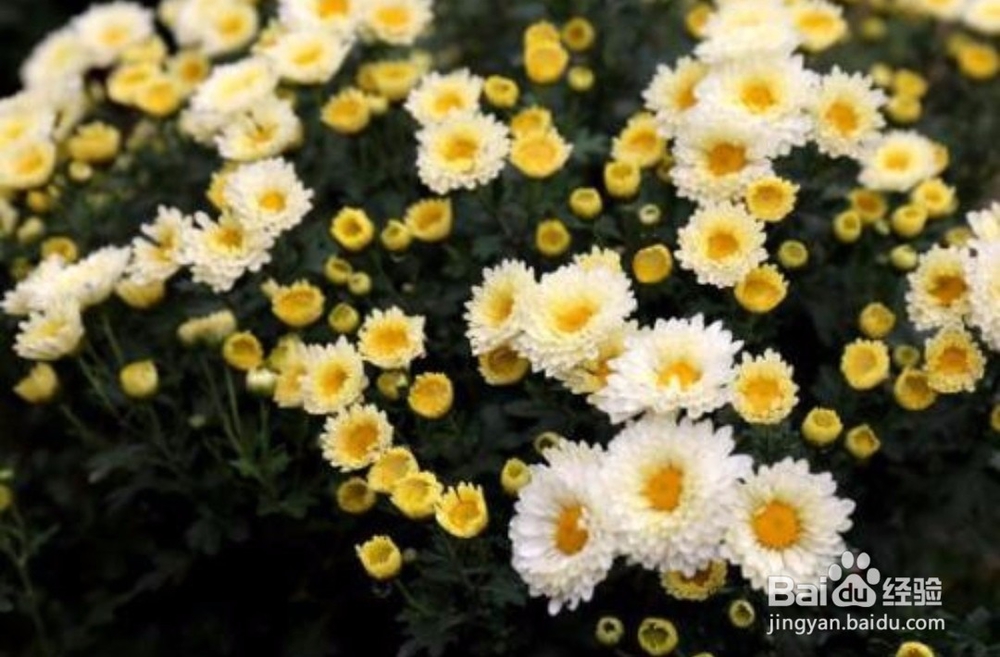 雏菊怎么养,雏菊的养殖方法