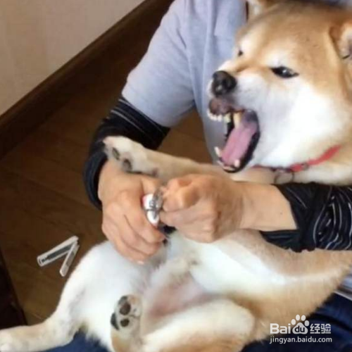 帮狗狗剪指甲要注意什么?