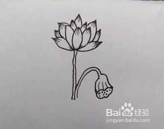 怎么画荷花的简笔画