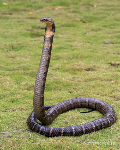 蛇为什么怕花露水