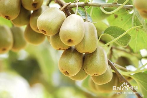 猕猴桃的作用有哪些