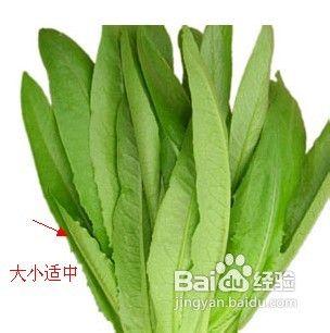 如何挑选油麦菜