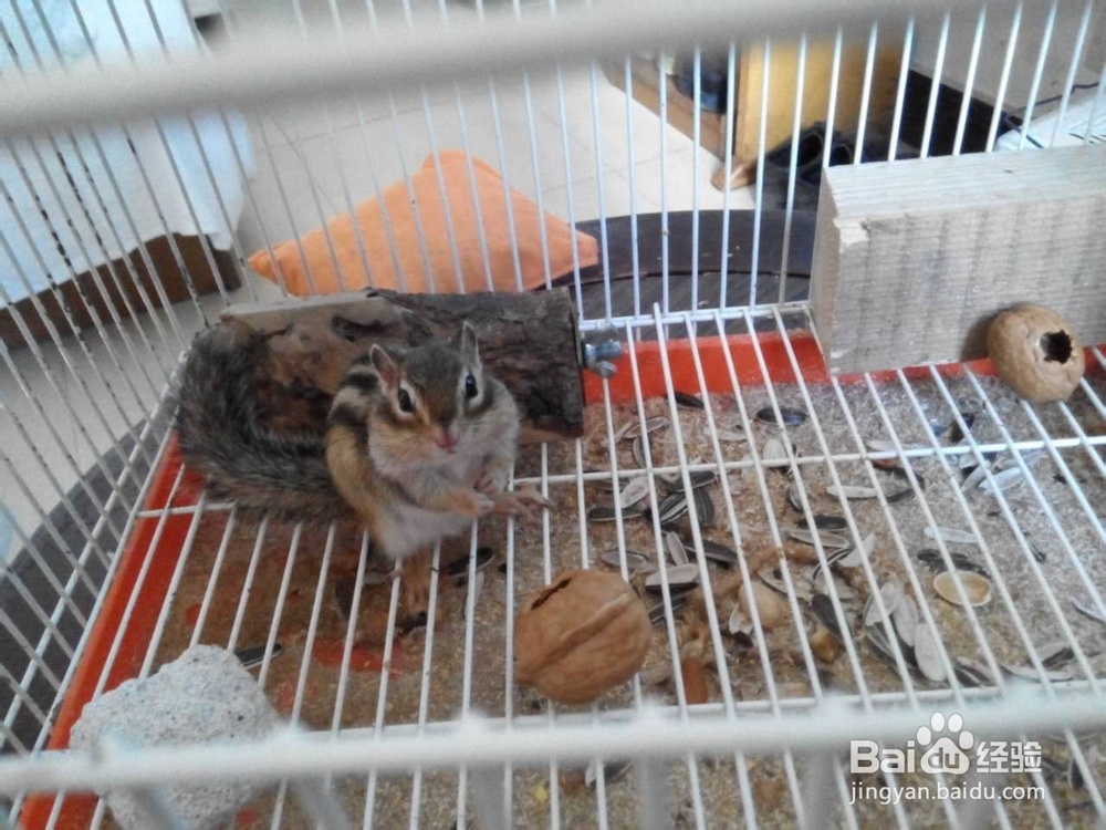 怎样驯养松鼠