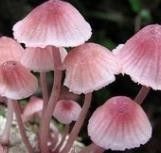 有毒蘑菇的识别方法有哪些？