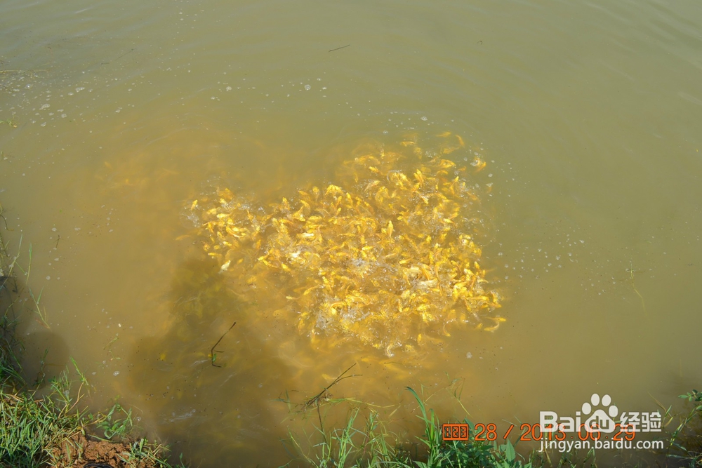 介绍锦鲤小常识