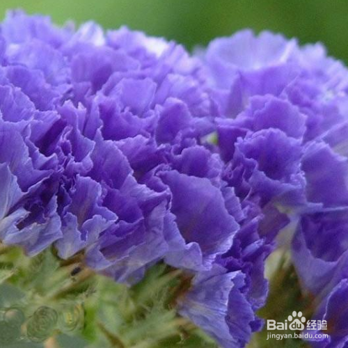 勿忘我春天可以种吗？