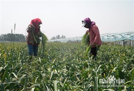 石斛多少钱一斤,不知道的点击查看